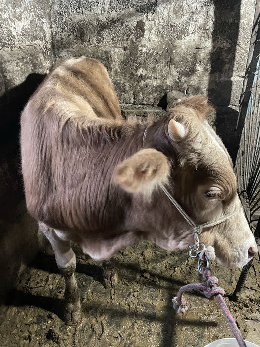 Buqa sotilad srochna