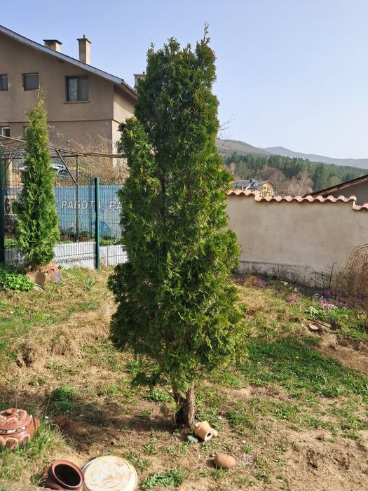 3 - метрова туя -35€