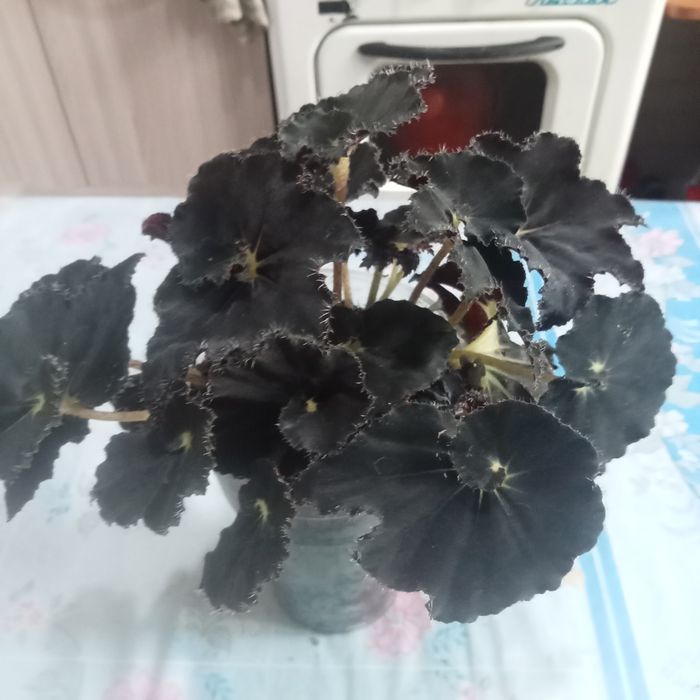 Комнатные растения