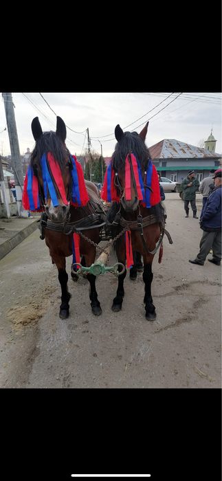 Vand iapa si armasar