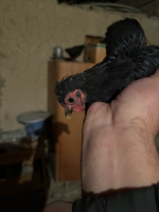 Пипин петух курица