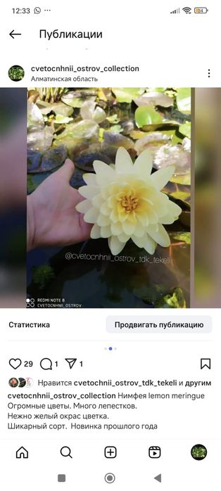 Нимфея кувшинка растения прудовые