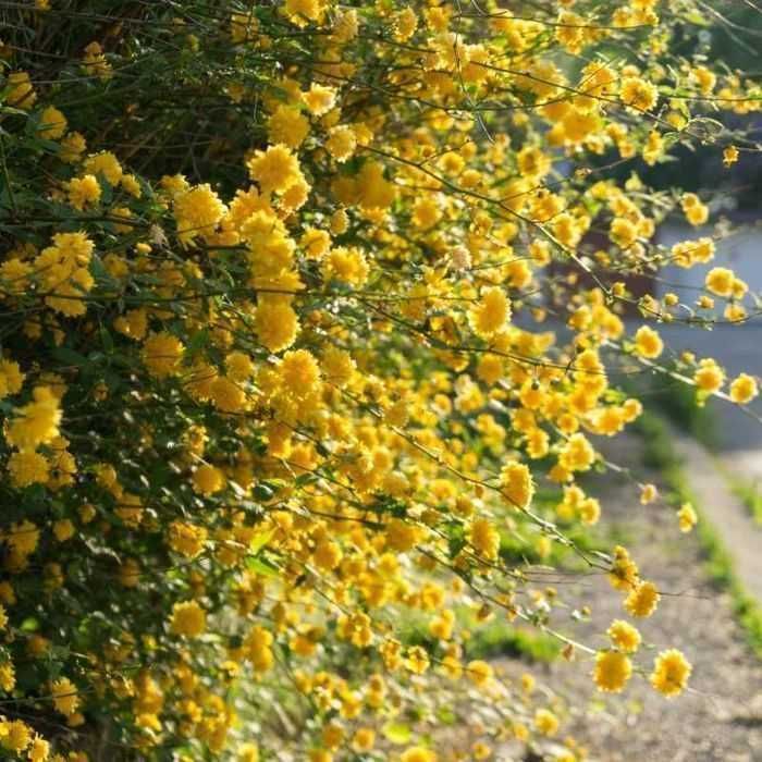 Butas / Răsad pt plantat de Trandafir Domnesc sau Kerria Japonica, fluorescenta bogata