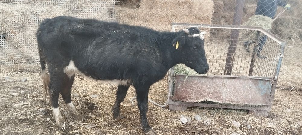 Сиырлар сатылады