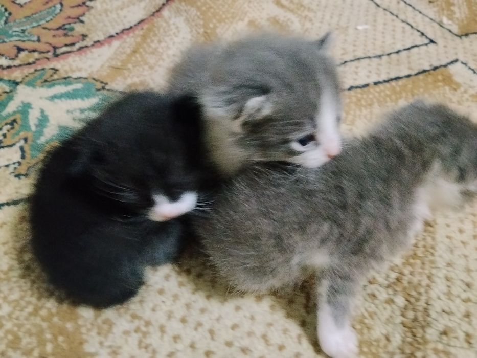 Отдам котят в хорошие руки