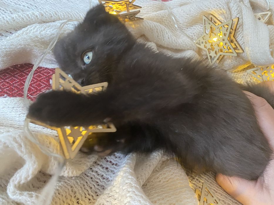 Котенок британец мальчик