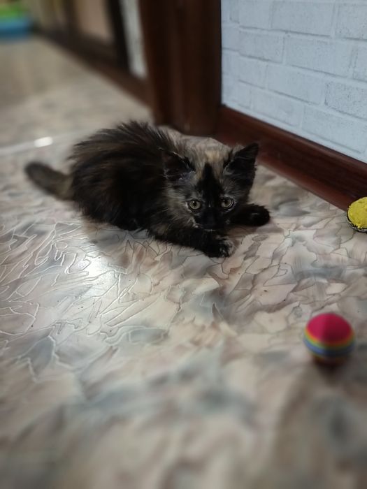 Отдам в надёжные руки