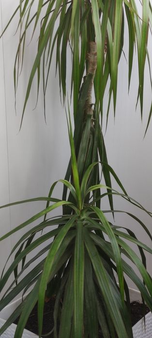 Драцена комнатная