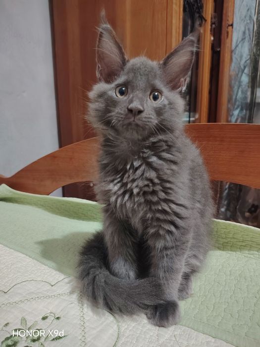 Котенок Мейн куна