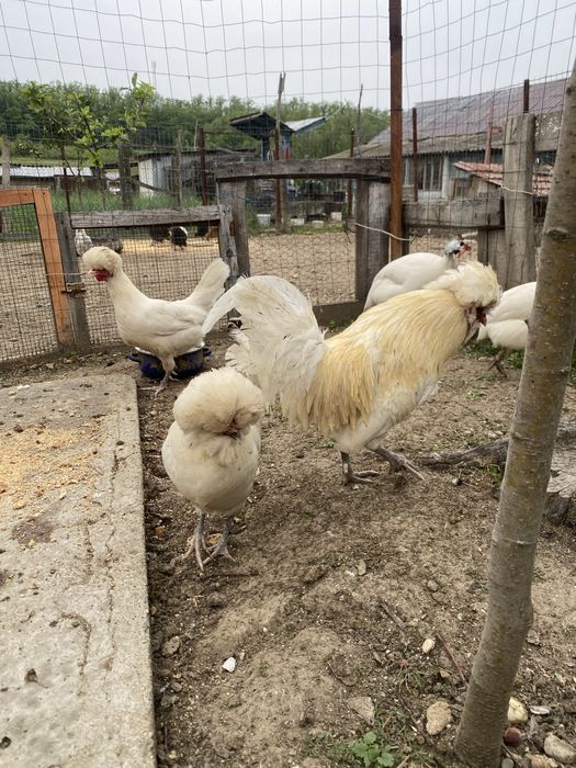 Vand sau schimb familie de gaini Paduana