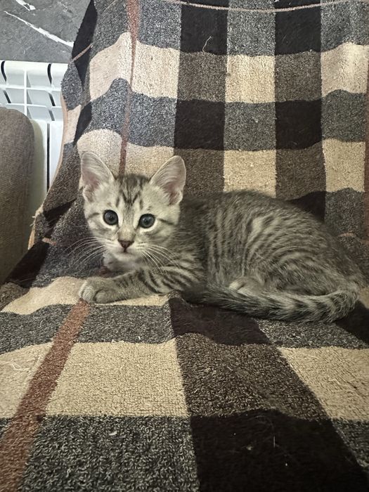Отдалим котят в добрые руеи