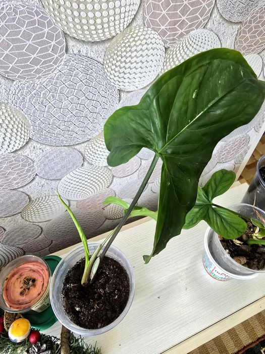 Комнатные цветы. Драцена. Сингониумы