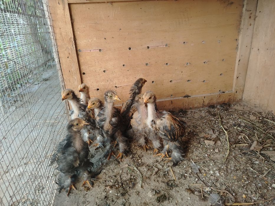 БРАМА Палвий Пух Жужалари 2 Ойли