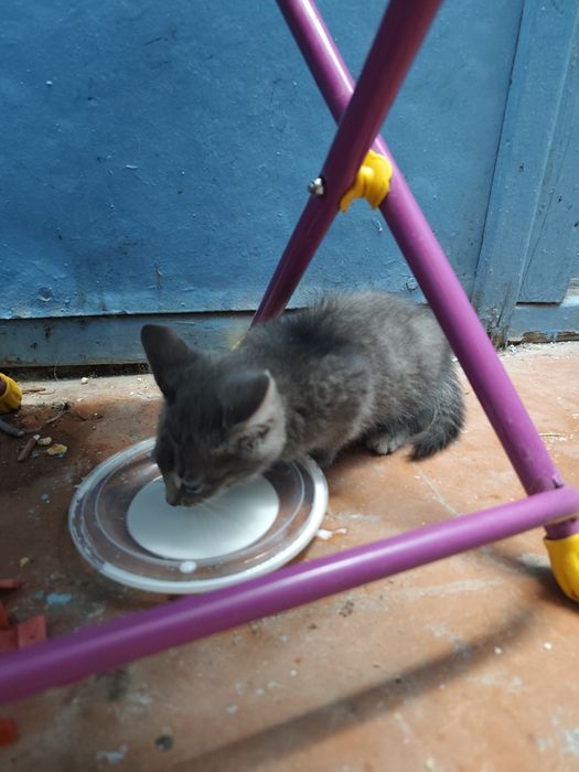 Отдам котенка в хорошие руки