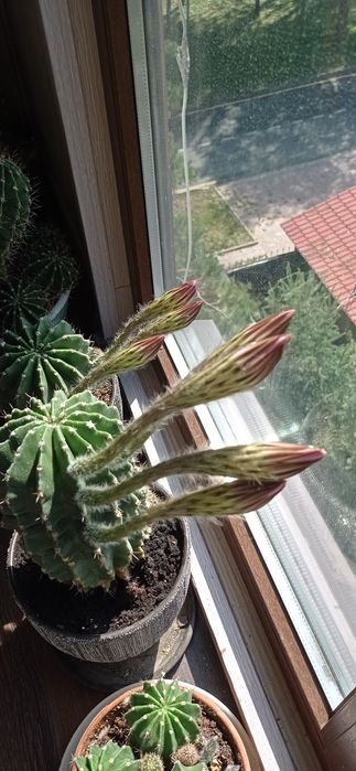 Продается Кактус цветущий