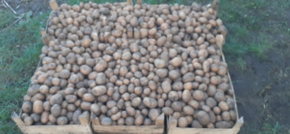 Cartofi de sămânță.