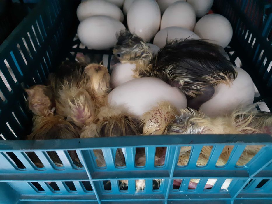 Инубаторы на заказ