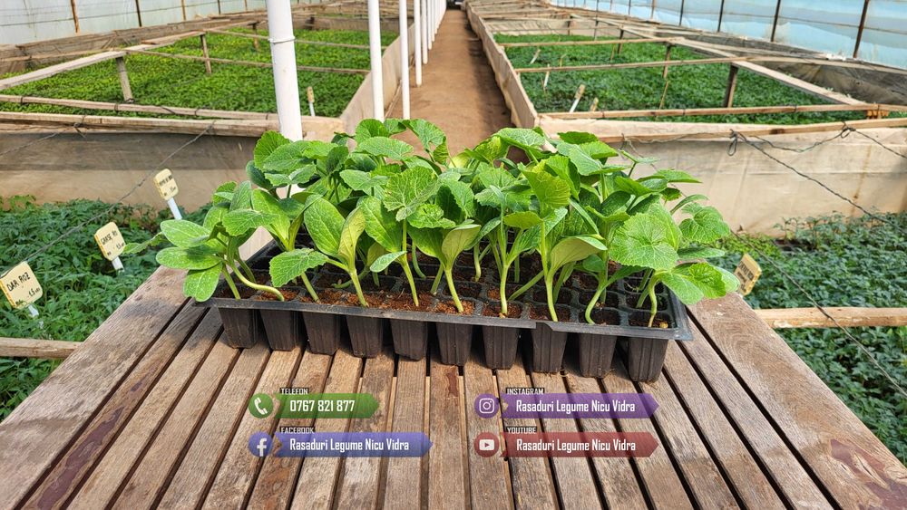 Rasad Rosii Rila, Prekos, Kalina, Ardei, Castraveti | Rasaduri Legume