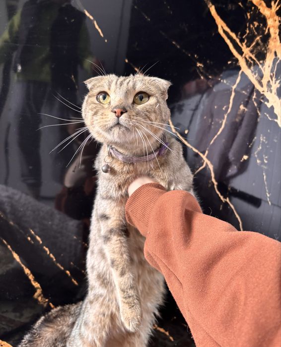 Шотландская вислоухая кошка