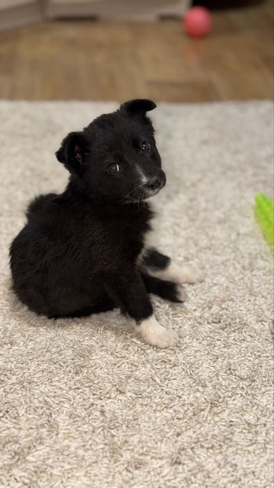 Щеночек дворняжка Девочка