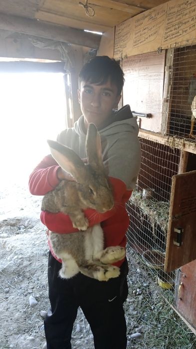 Кралы пародистых маладые прадам