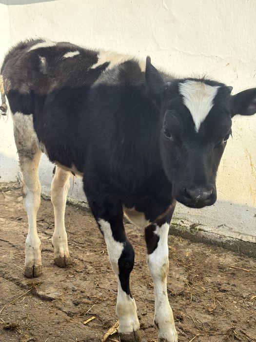 Vitel de vanzare 3luni jumatate