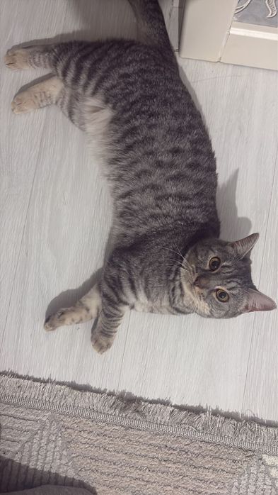 отдам кошку в хорошие руке
