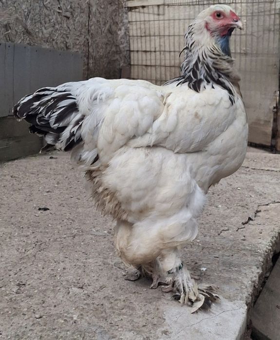 Vând găină brahma HD inelată 2025
