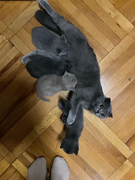 британские и шотландские котята чистокровные