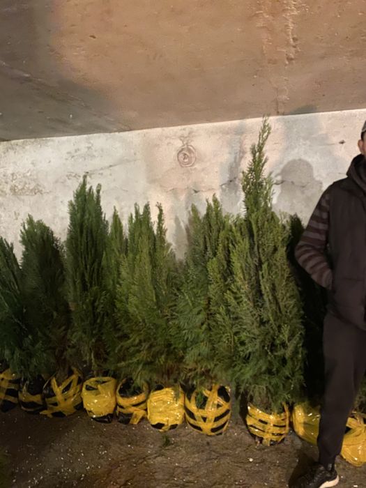 Сибирская  многолистовая туя