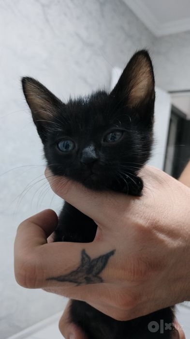 Отдаем в добрые руки котёнка