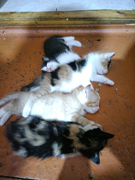 Пародистые котята. МЫСЫК