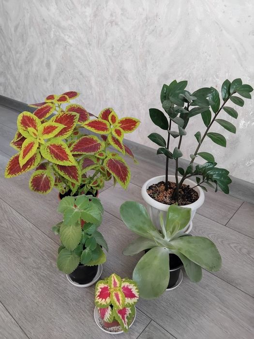 Комбо цветов разных