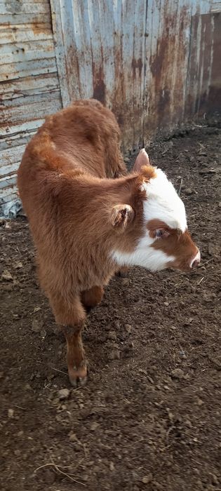 Бычок теленок очень крепкий белоголовый