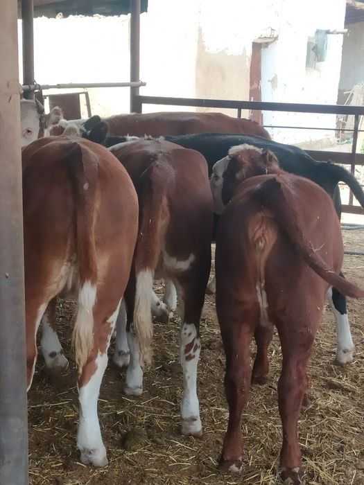 Жас қашар еті бар жiлiкке наличка