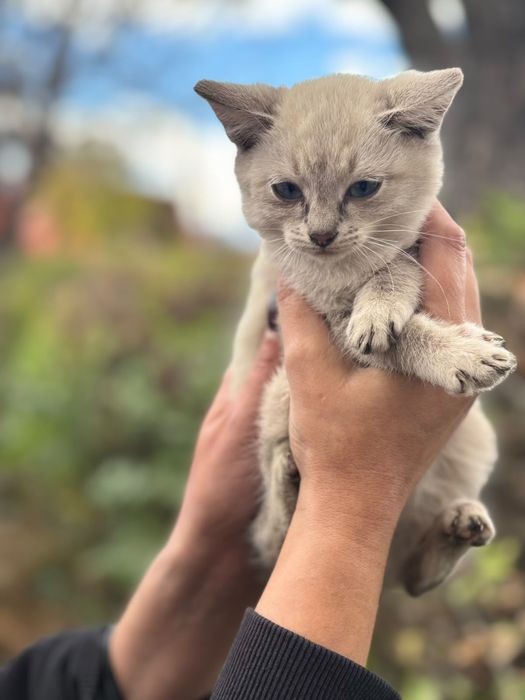 Котёнок в поисках дома