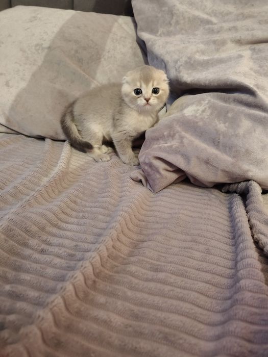 Кошечка голубая шиншилла .