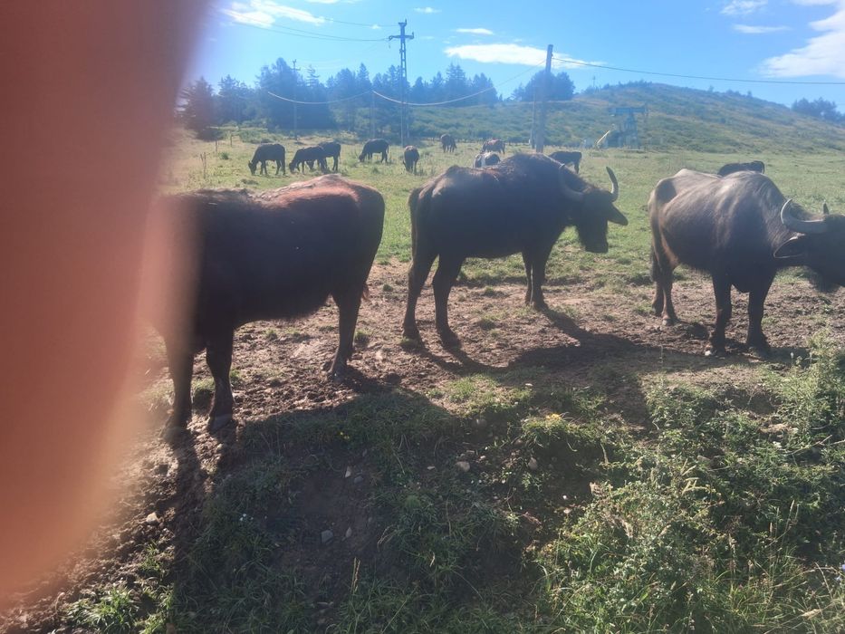 Vand bivoli un mascul si 2 femele