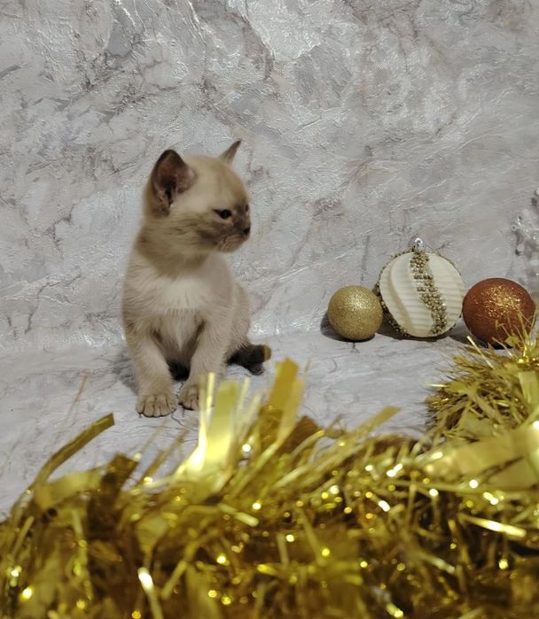 Европейская бурма