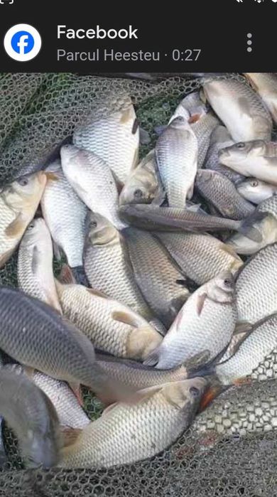 Vand puiet crap,de două veri