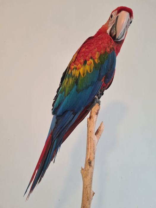 Vând pui Ara  rubigold