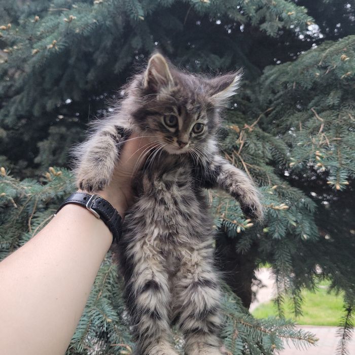 Котёнок в добрые руки