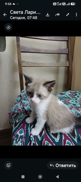 Котята,отдам бесплатно.