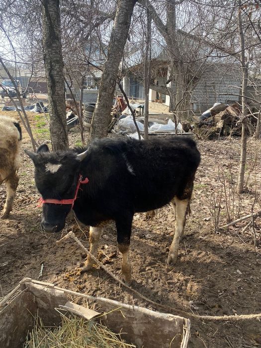 Бузаулар бар жасына жетпеген