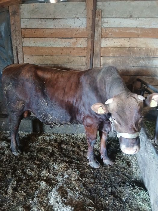 Vând taur de rasă vârstă 1 an jumate