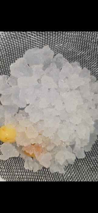 Ciuperca tibetana chefir lapte kefir apa