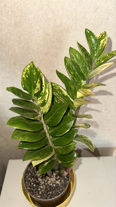 Замиакулькас вариегатный