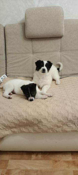 Пристраиваются щенки щенята