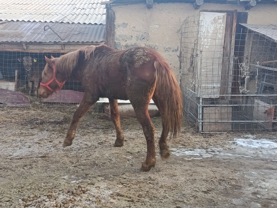 *ПРОДАЕТСЯ ЖЕРЕБЕЦ, 3 ГОДА рослый мощный