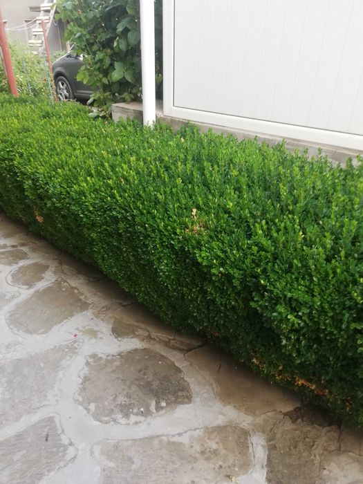 Чемшир за озеленяване